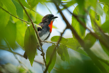 Wall Mural - grey-sided flowerpecker dicaeum celebicum small grey bird with red breast in dicaeidae endemic to in