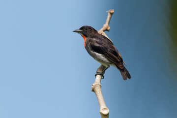 Wall Mural - grey-sided flowerpecker dicaeum celebicum small grey bird with red breast in dicaeidae endemic to in