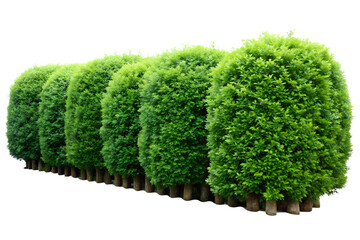Row of green bushes isolated on transparent background, ideal for garden design, landscaping projects, or creating a natural and formal outdoor scene