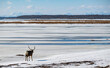 © warapin - 雪原に佇むエゾシカと遠望の山々（野付半島） / Ezo Deer on Snowfield with Distant Mountains in Notsuke Peninsula