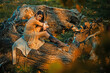 © Volodymyr - Autumn girl with leaves of maple trees posing outdoor. Dreamy girl in fall. Beauty model, young beautiful woman hold autumn leaves. Romantic woman in autumn park. Autumn fall concept.