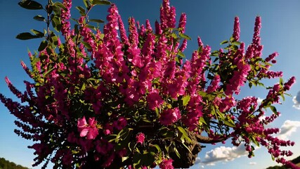 Wall Mural - Blossoming cherry tree bursting vivid magenta petals stands amidst multicolour meadow under radiant sun gentle breeze adding motion tranquil K nature loop perfect relaxation TV romantic