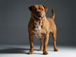 © GeraldoAndres - Full-Body Tosa Inu in Firm Stance - Tosa Inu japonés en actitud firme y cuerpo completo