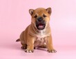 © Artist You - Adorable Cachorro de Tosa Inu sobre Fondo Rosa, Generated image