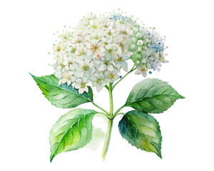 watercolor elder flower vector illustration isolated on white background