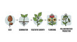 © Ilham - Plant Life Cycle Stages Seed to Pollination and Seed Production.