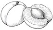 © Mundhut - Detailed line drawing of an apricot and its half