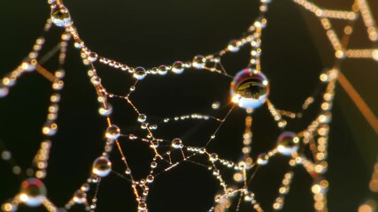 Dewdrops on a spiderweb