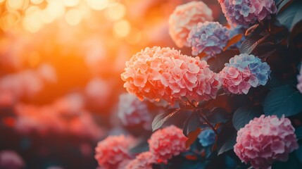 Hydrangea blossoms in sunset glow