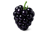 Photorealistic 3d rendering showing plump blackberry with attached stem, floating against transparent backdrop
