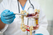 © Pakawadee - Intestine, doctor holding human anatomy model for study diagnosis and treatment in hospital.