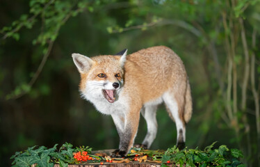 Wall Mural - Portrait of a cute red fox eating red berries on a tree stump in a dark forest