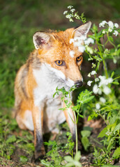 Wall Mural - Cute young red fox sitting in a meadow