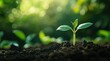 © hafizah - Young sprout emerging from rich soil. Sunlight highlights tender leaves