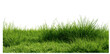 © Vintage Studio - Stylized green grass field isolated on transparent background, 3D rendering of natural lush pasture, flat meadow cover, serene peaceful landscape, vibrant nature scene