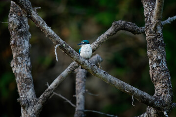 Wall Mural - collared kingfisher - todiramphus chloris medium-sized kingfisher subfamily halcyoninae, the tree ki
