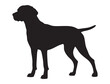© Muhammad - HUNGARIAN VIZSLA DOG SILHOUETTE