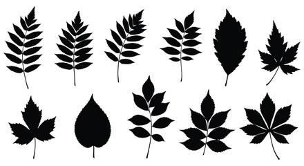 set of black silhouettes of leaves on white background vector illustration