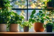 © btiger - Various green houseplants in different pots arranged on a wooden windowsill with soft natural sunlight coming through a large window, creating a calm and fresh atmosphere