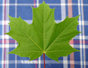 Wall Mural - vibrant green maple leaf rests on checkered blue and red background, showcasing its intricate veins 