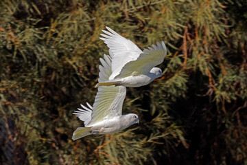 Wall Mural - a pair of little corellas (cacatua sanguinea) in flight, south australia