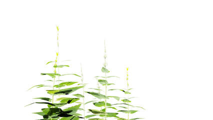 green grass isolated on white background
