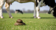 © JL - Close-up of Fresh Cow Dung on Grass with Cow Legs in Background