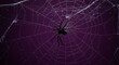© 头 石 - Mysterious Atmosphere of Purple Spider Web and Spider