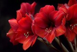 Vibrant red amaryllis blooms showcasing natural beauty in a dark background setting during spring