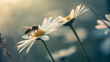© prabuddamadushan - Honey bee pollinating white daisy flower in garden nature photography stock image for blog and social media