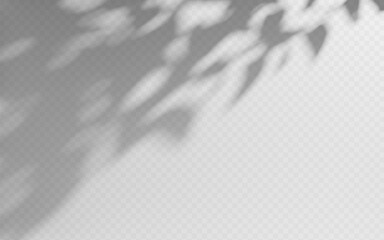 Wall Mural - abstract shadow overlay from tree branch on a transparent background.