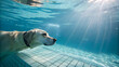 © prabuddamadushan - Dog swimming underwater in pool stock photo of labrador retriever having fun in water for pet lovers
