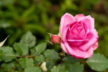 Wall Mural - Bloom pink rose with green leave in the garden