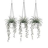 Three cascading hanging plants in white pots suspended by macrame hangers isolated on transparent background