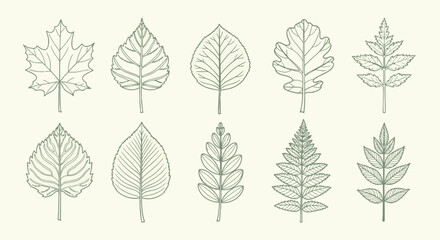 Vector illustration of collection of different tree leaves, sketch style, isolated on white background