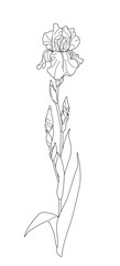 Wall Mural - flowering iris with leaves outline drawing