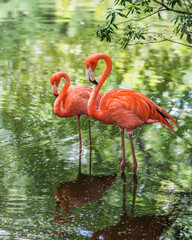 Wall Mural - a pair of caribbean flamingos standing in a lake