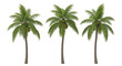 © Sharmin - Three coconut palm trees isolated on transparent background in tropical landscape
