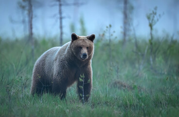 Wall Mural - Wild brown bear ( Ursus arctos )