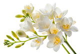Delicate white freesia flowers with green buds isolated on transparent background
