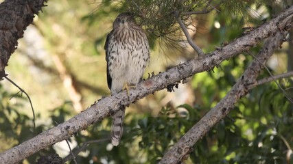 Wall Mural - 4k video with audio of an immature Cooper's Hawk perching in a shady spot on a pine tree branch watching the small birds in the area and hoping for one of them to land within range.