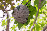A large, round, papery wasp or yellow hornet's nest hanging in a lush green maple tree. There's a large leaf on top among the greyish-brown honeycomb pulp. The nest is attached to a branch by a stalk.