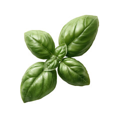Fresh basil leaves with vibrant green color, ideal for culinary use or herbal decoration, displayed on a white isolated background.