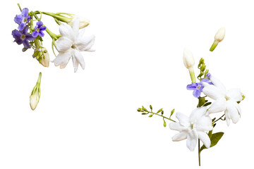 Wall Mural - white flowers jasmine local flora of asia arrangement flat lay postcard style 
