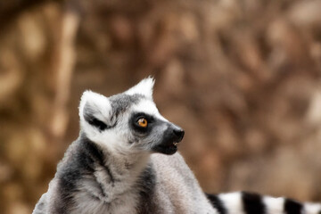Wall Mural - this is a close up of a ring tailed lemur
