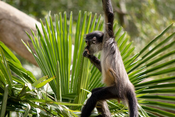 Wall Mural - the black handed spider monkey is eating in a tree