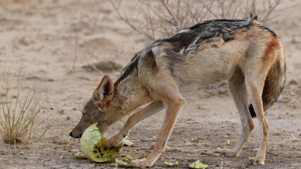 Wall Mural - a black-backed jackal (canis mesomelas) eating a tsamma melon, kalahari desert, south africa
