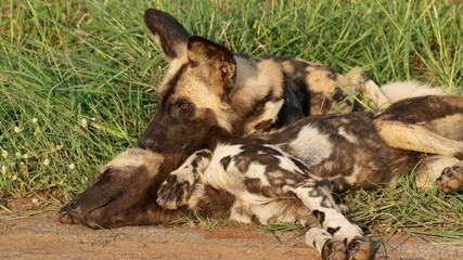 Wall Mural - a pair of african wild dogs or painted hunting dogs (lycaon pictus) resting in natural habitat, madi