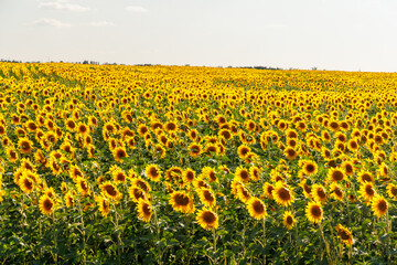 Wall Mural - sunflower field in full bloom