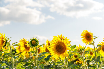 Wall Mural - sunflower field in full bloom